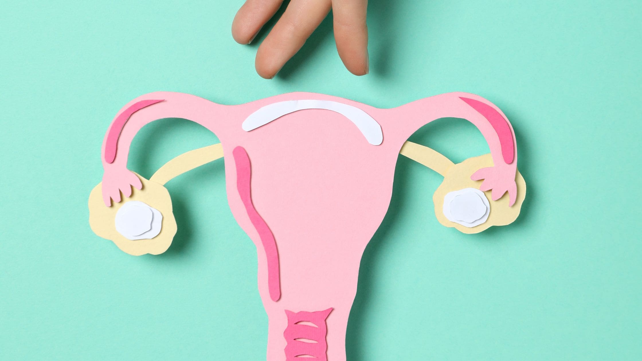 Comment savoir si l'on ovule : Les symptômes de l'ovulation à repérer