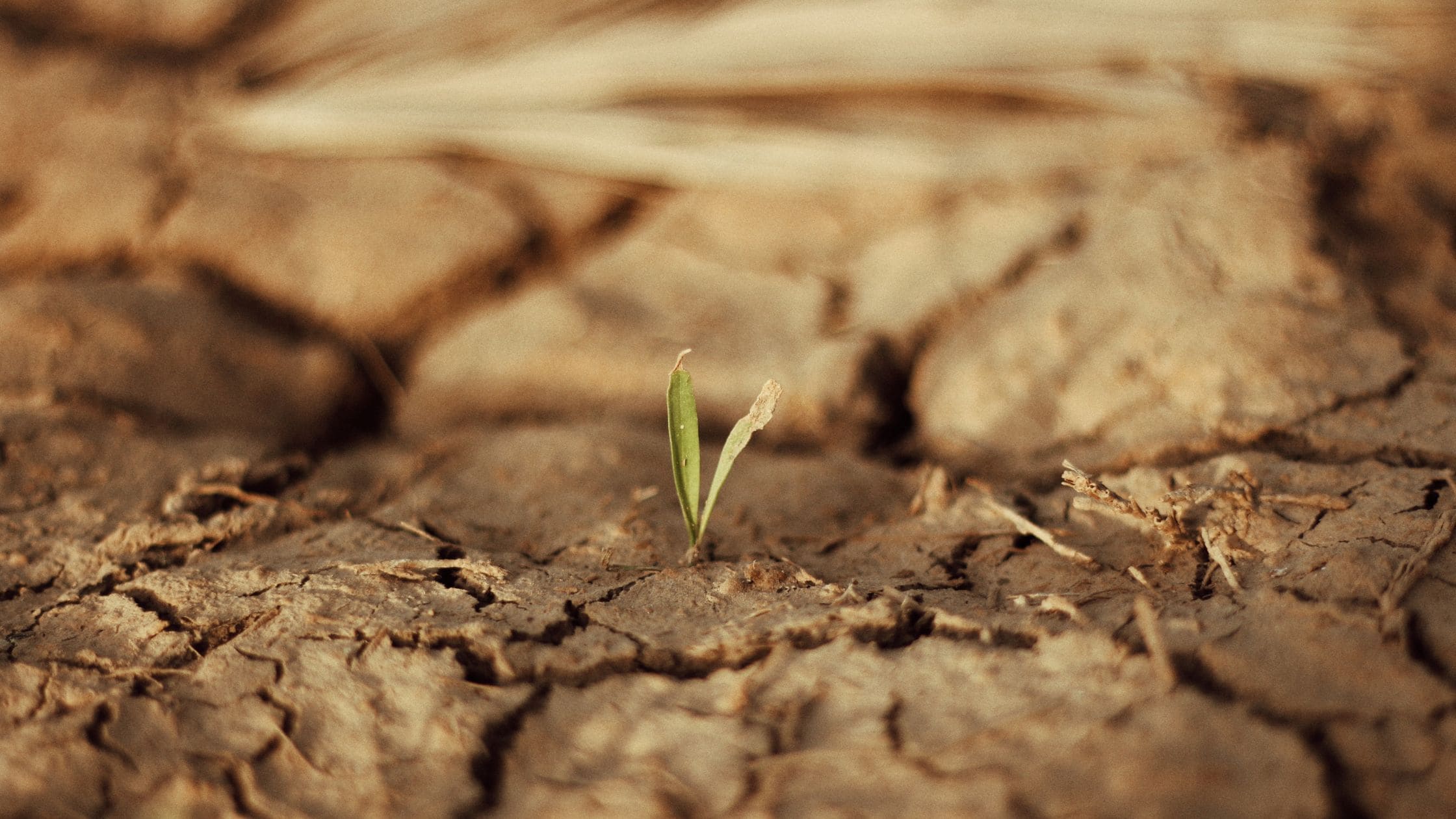 Sécheresse intime à la ménopause : Solutions et remèdes naturels
