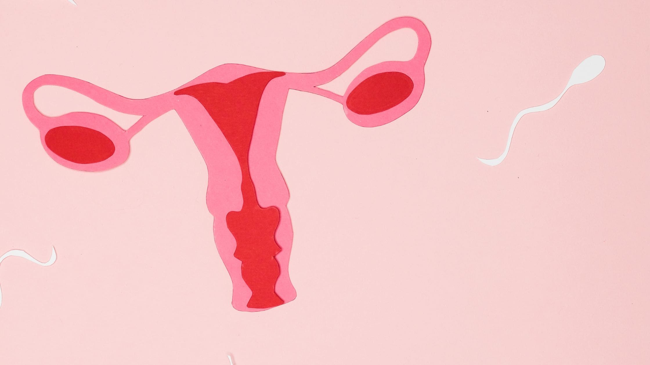 Courbe de température et fertilité : Comment bien l'analyser